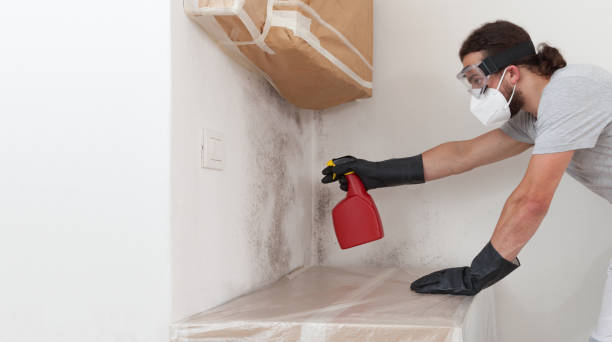 Basement Mold Remediation treatment on basement walls in Apollo Beach