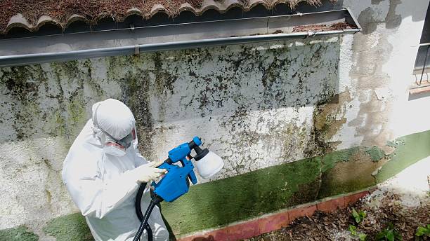 Mold Removal service in Apollo Beach